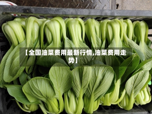 【全国油菜费用最新行情,油菜费用走势】-第2张图片