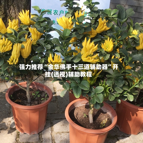 强力推荐“金华佛手十三道辅助器”开挂(透视)辅助教程-第3张图片