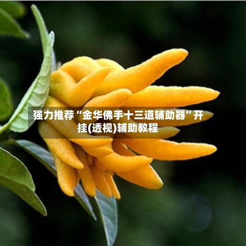 强力推荐“金华佛手十三道辅助器	”开挂(透视)辅助教程-第2张图片