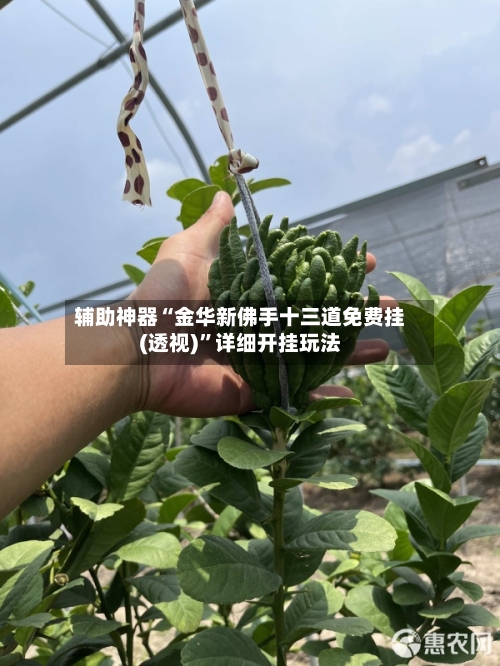 辅助神器“金华新佛手十三道免费挂(透视)	”详细开挂玩法-第2张图片