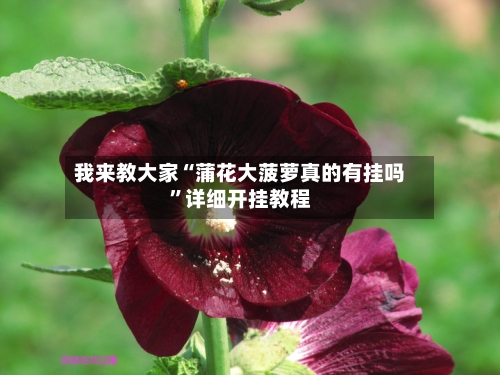 我来教大家“蒲花大菠萝真的有挂吗”详细开挂教程