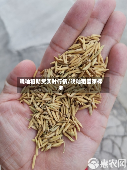 晚籼稻期货实时行情/晚籼稻国家标准