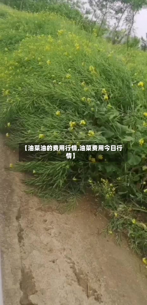 【油菜油的费用行情,油菜费用今日行情】