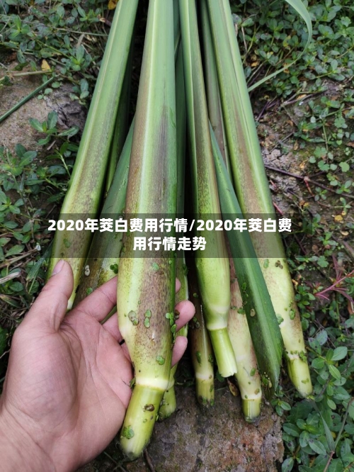2020年茭白费用行情/2020年茭白费用行情走势