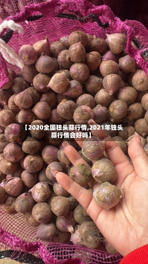 【2020全国独头蒜行情,2021年独头蒜行情会好吗】
