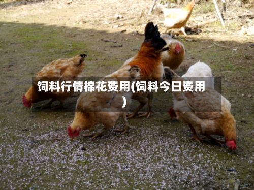 饲料行情棉花费用(饲料今日费用)