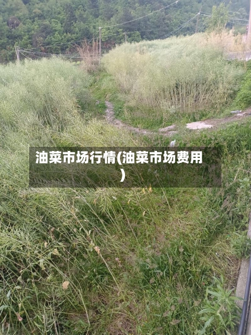 油菜市场行情(油菜市场费用)