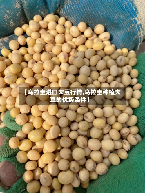 【乌拉圭进口大豆行情,乌拉圭种植大豆的优势条件】