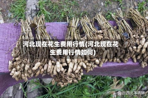 河北现在花生费用行情(河北现在花生费用行情如何)